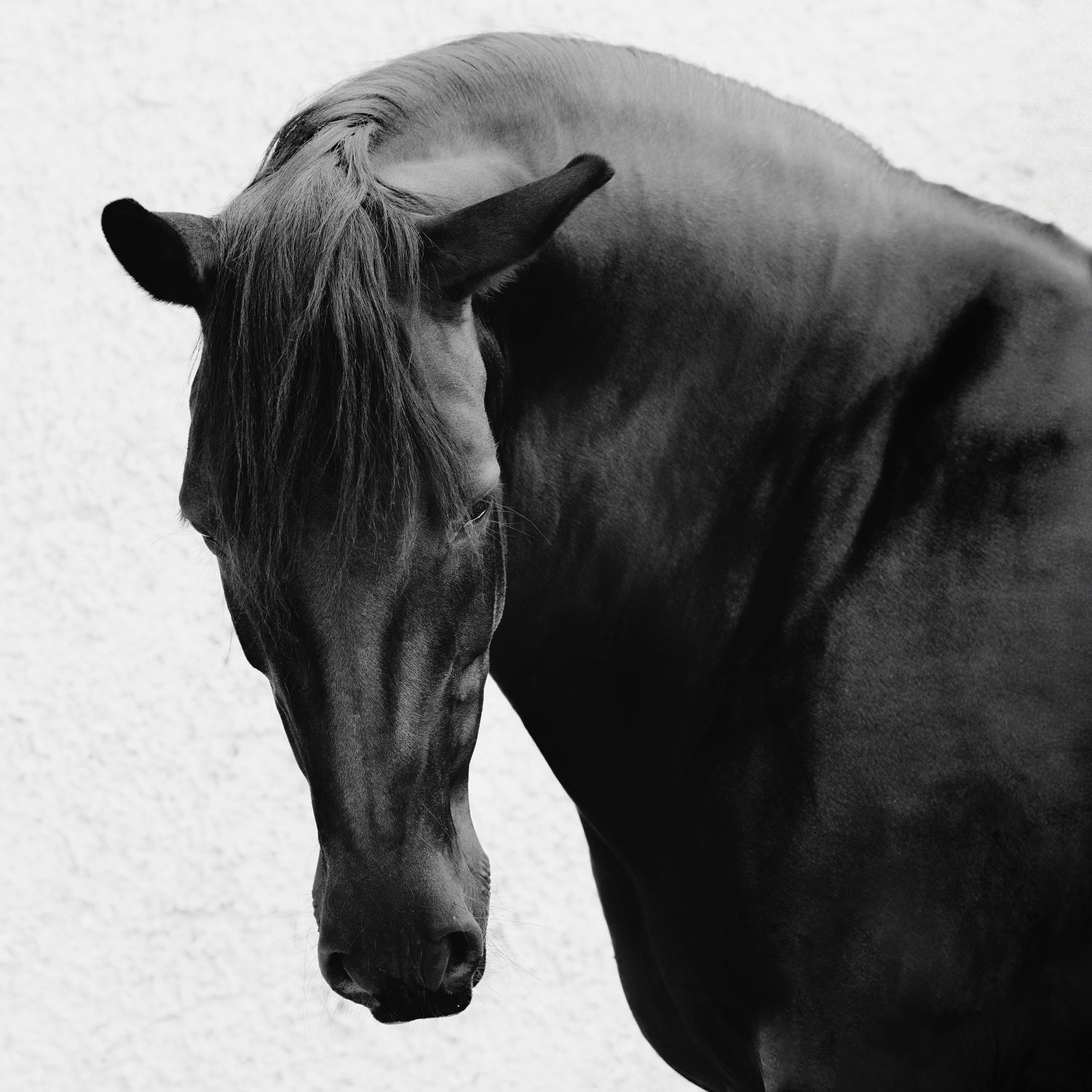 A dramatic black and white portrait of a dark horse's head showing its elegant profile.