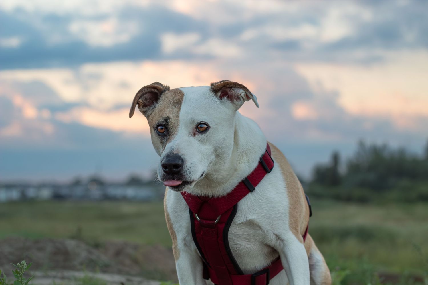 A white and tan American Staffordshire Terrier wearing a red harness sits against a dramatic sunset sky.