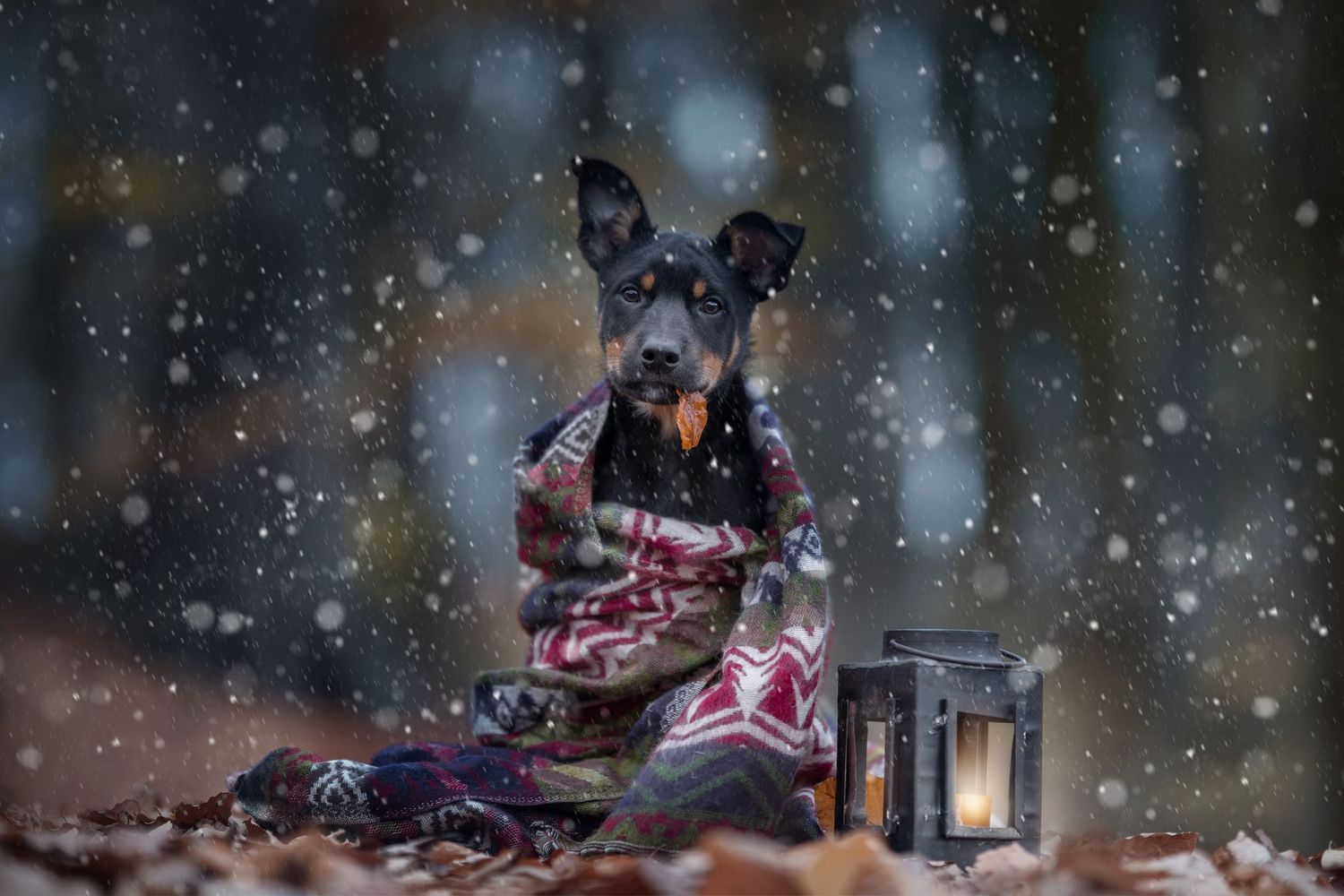 A dog wearing winter clothing sits with a lantern in falling snow creating a magical winter scene.