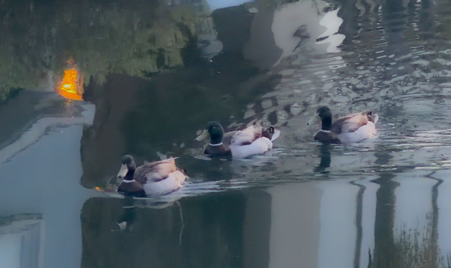 Four mallard ducks swimming together on a calm reflective pond with autumn foliage visible in the background.
