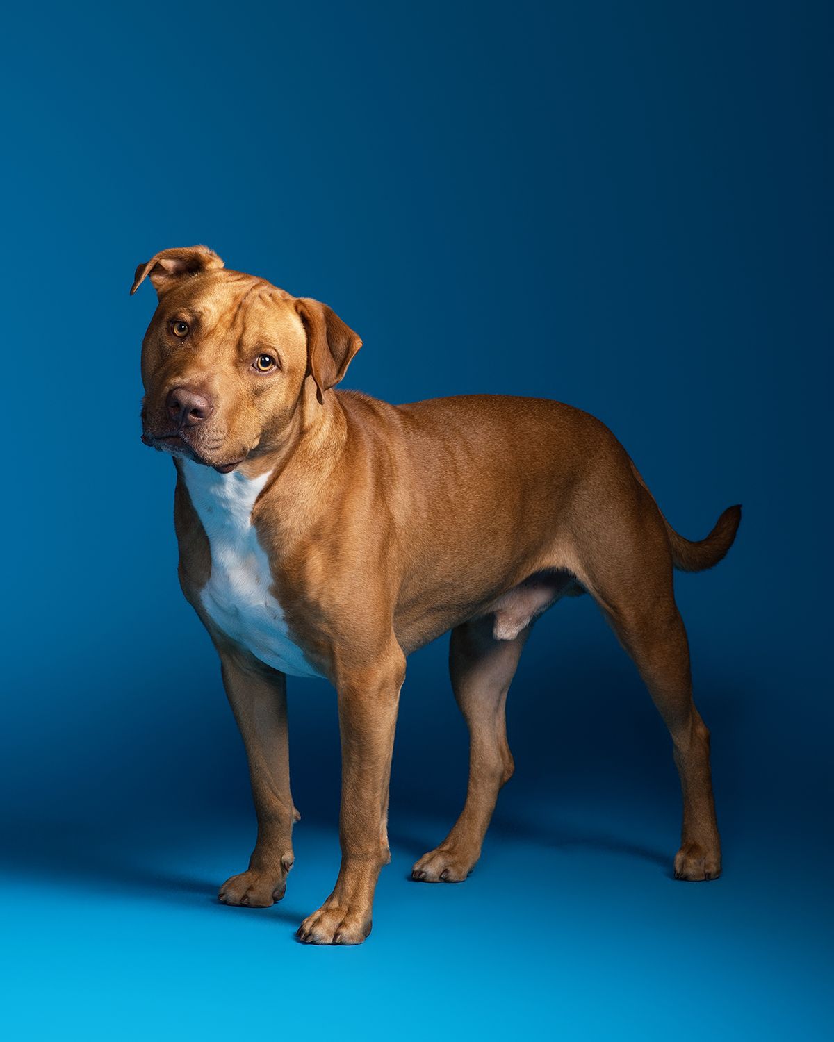 A brown and white pit bull terrier dog stands confidently against a vibrant blue studio background.