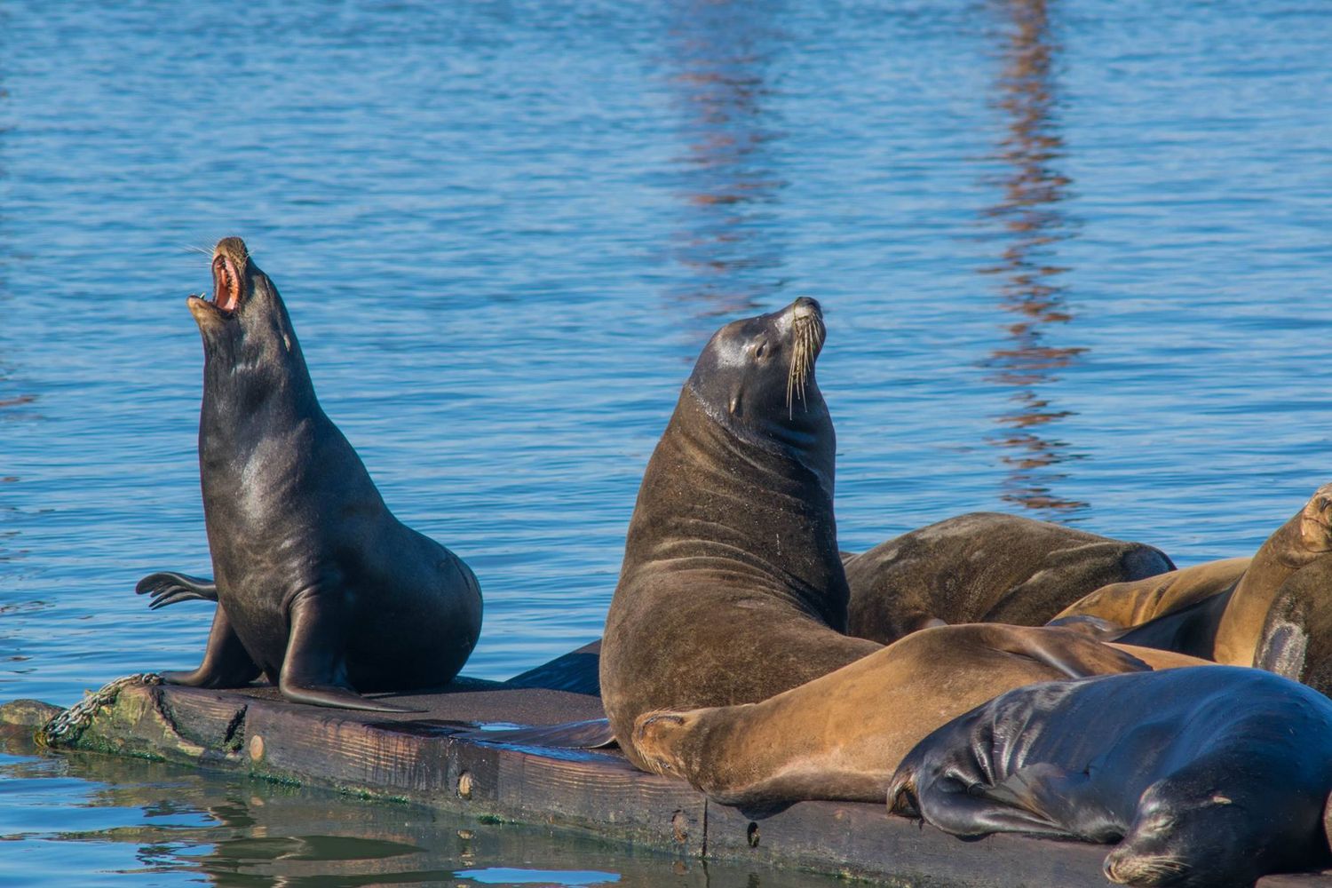 Group of sea lions lounging on a floating dock in sunny harbor waters.