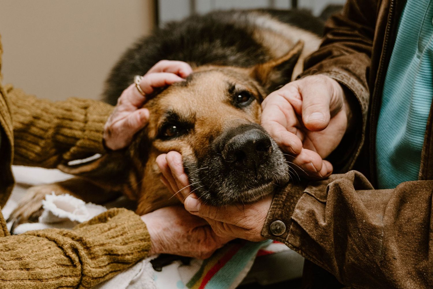 A veterinarian examines a German Shepherd dog during a medical checkup at an animal clinic.