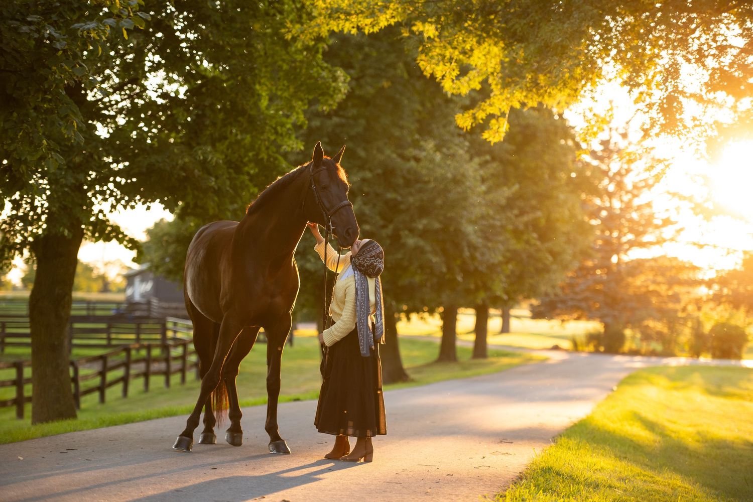 Silhouettes of people and dogs walking along a tree-lined path during golden sunset hour.