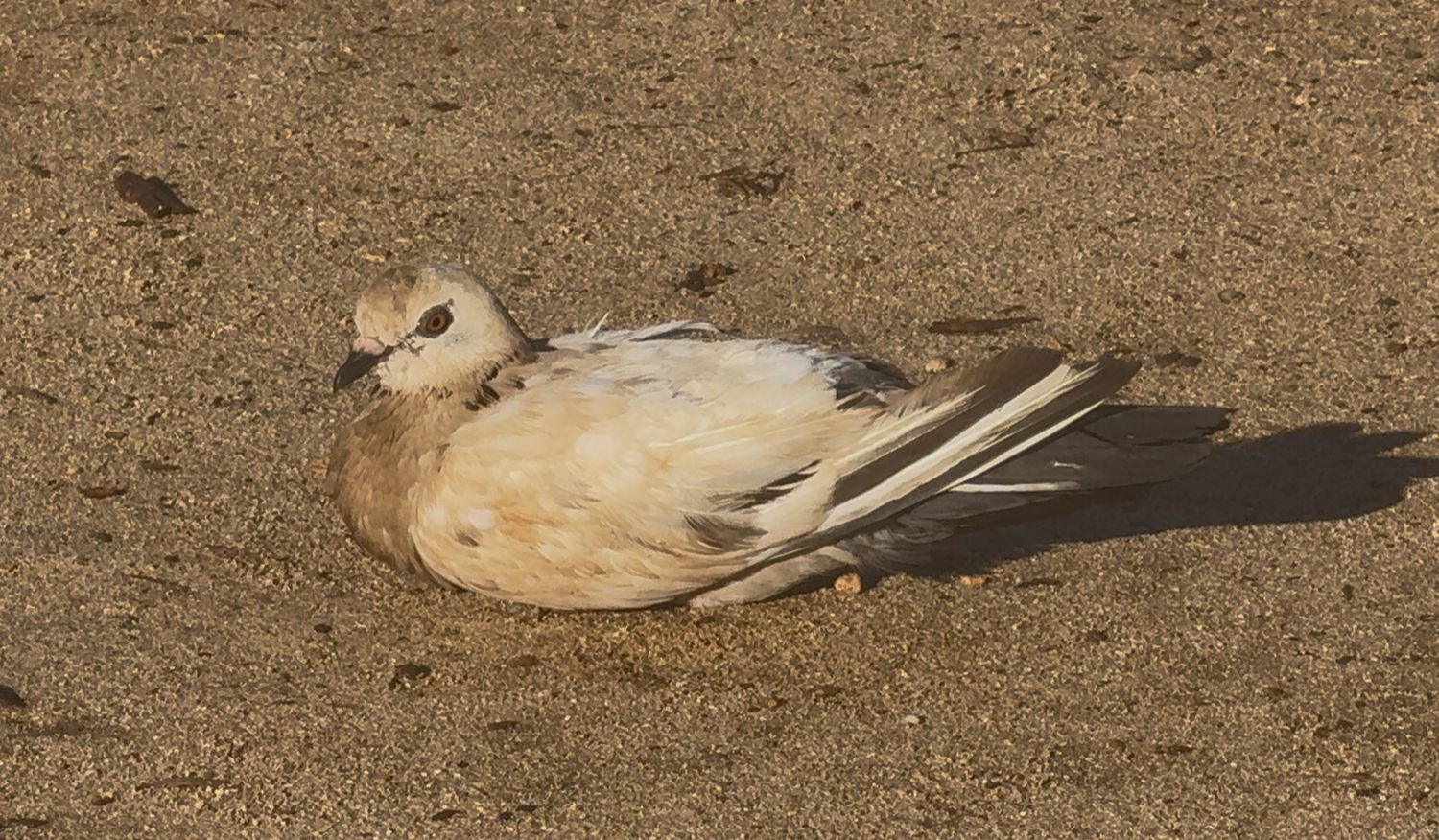 Small seabird resting on sandy ground near seashore, image captured in varying brown tones.