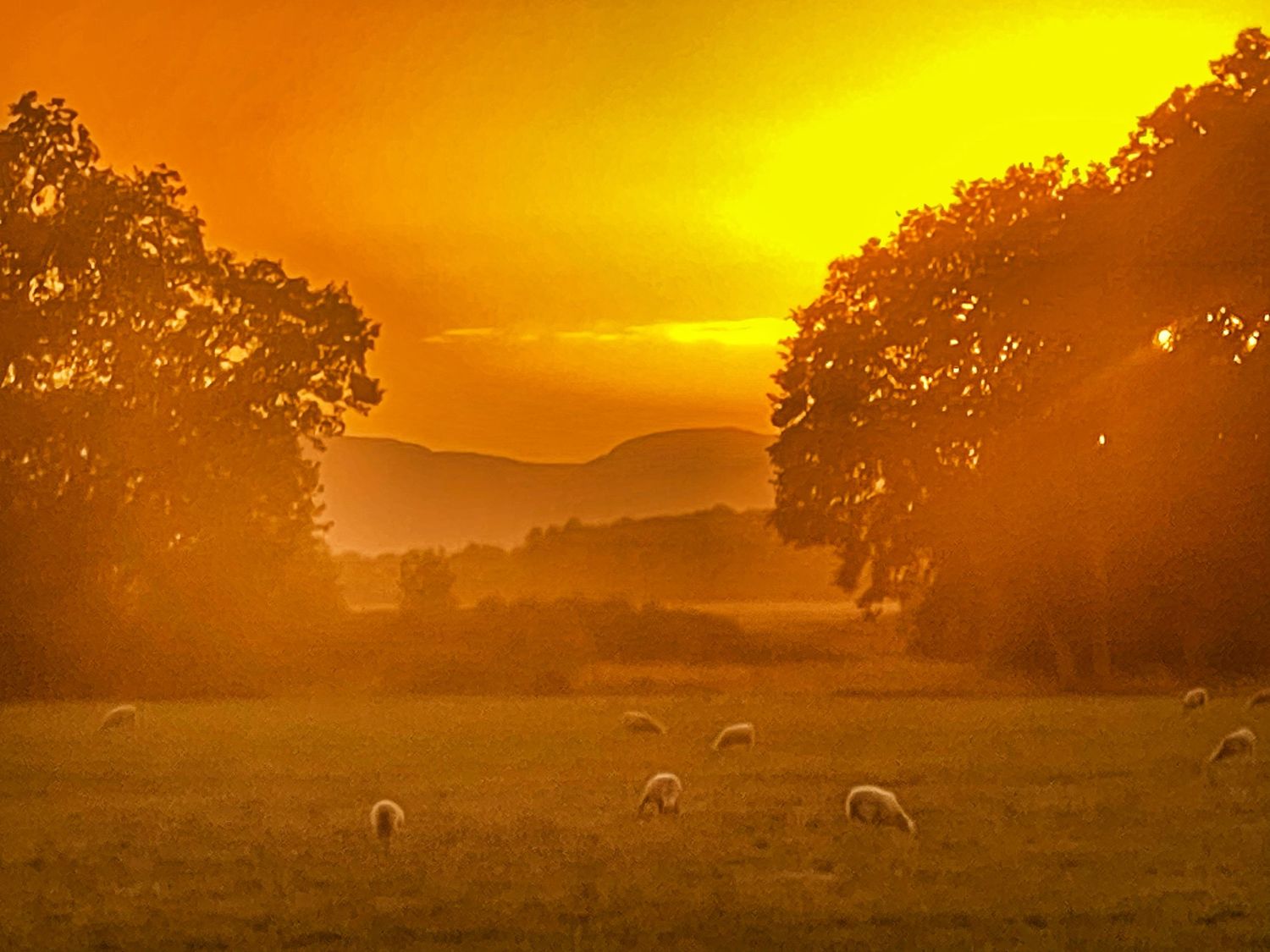 Golden sunset casts warm light over rolling hills with silhouetted trees and sheep grazing in the misty landscape.