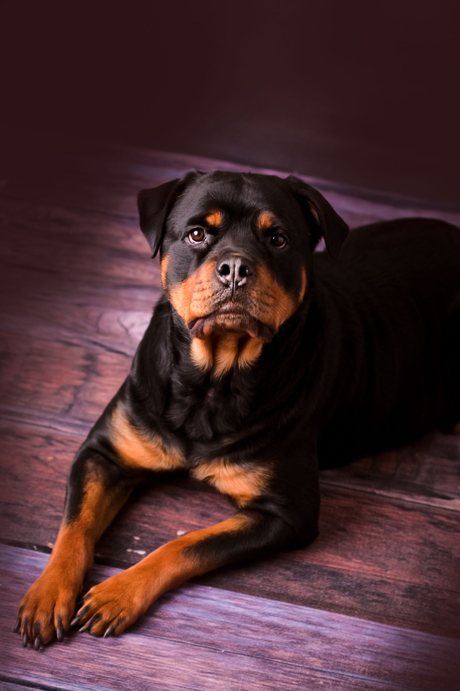 Pet Portraits in Kewaskum, WI Studio. Fine Art Pet Portraits
