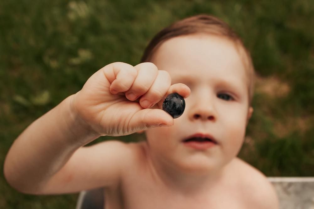 Toddler holding a fresh blueberry during outdoor milestone session | Broomfield Family Photographer