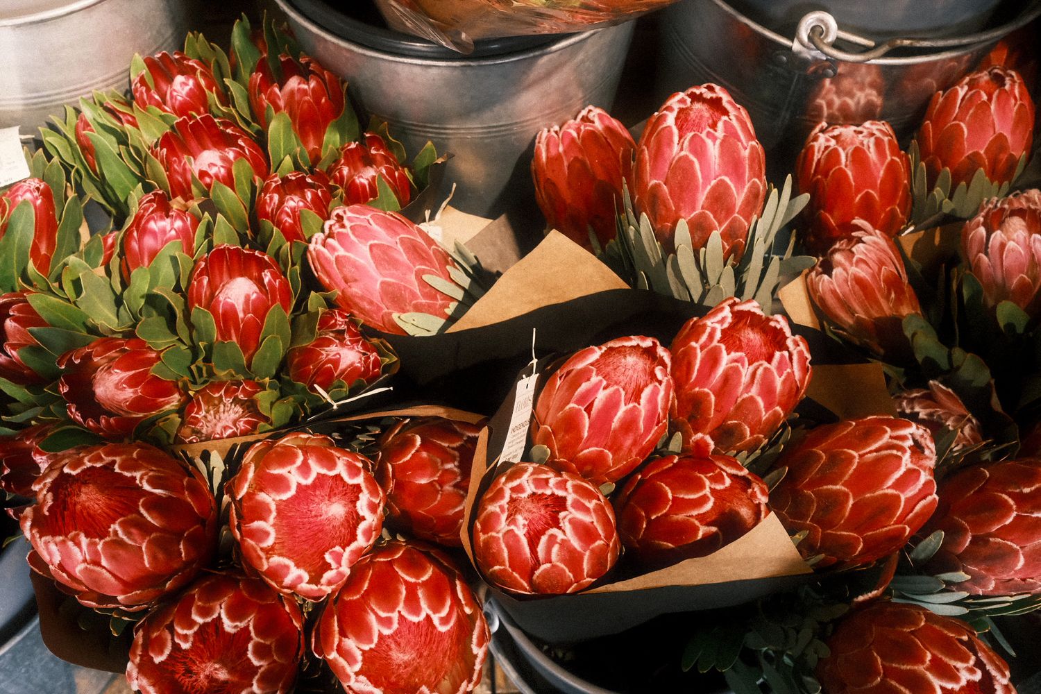 Bunches of red Protea flowers with white-tipped petals displayed at an outdoor market.