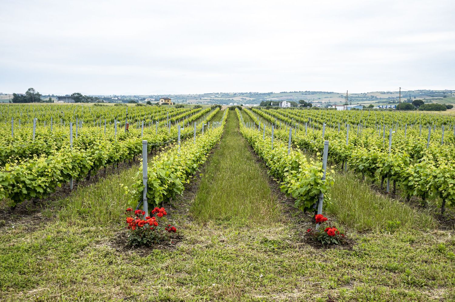 Aerial view of lush green vineyard rows stretching across rolling hills with red flowers in the foreground.