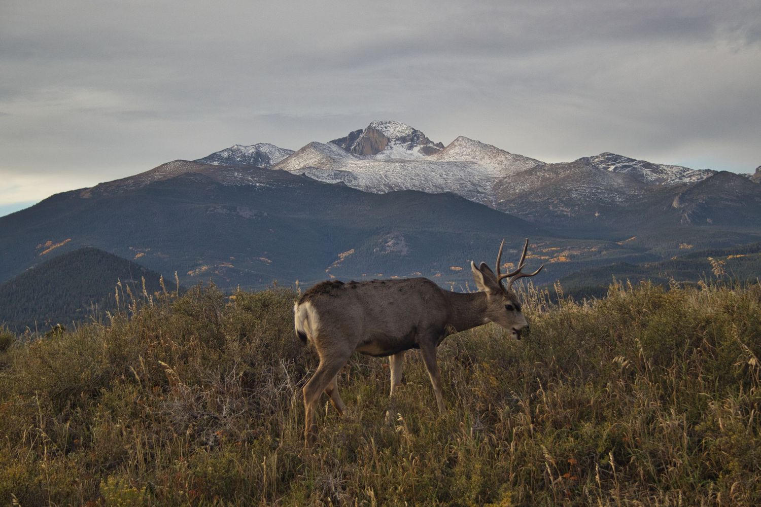 Mule deer on the ridgetop with Longs Peak and Mt Meeker in the background. 

Pixcapades | The Rocky Mountain Proposal Photographer