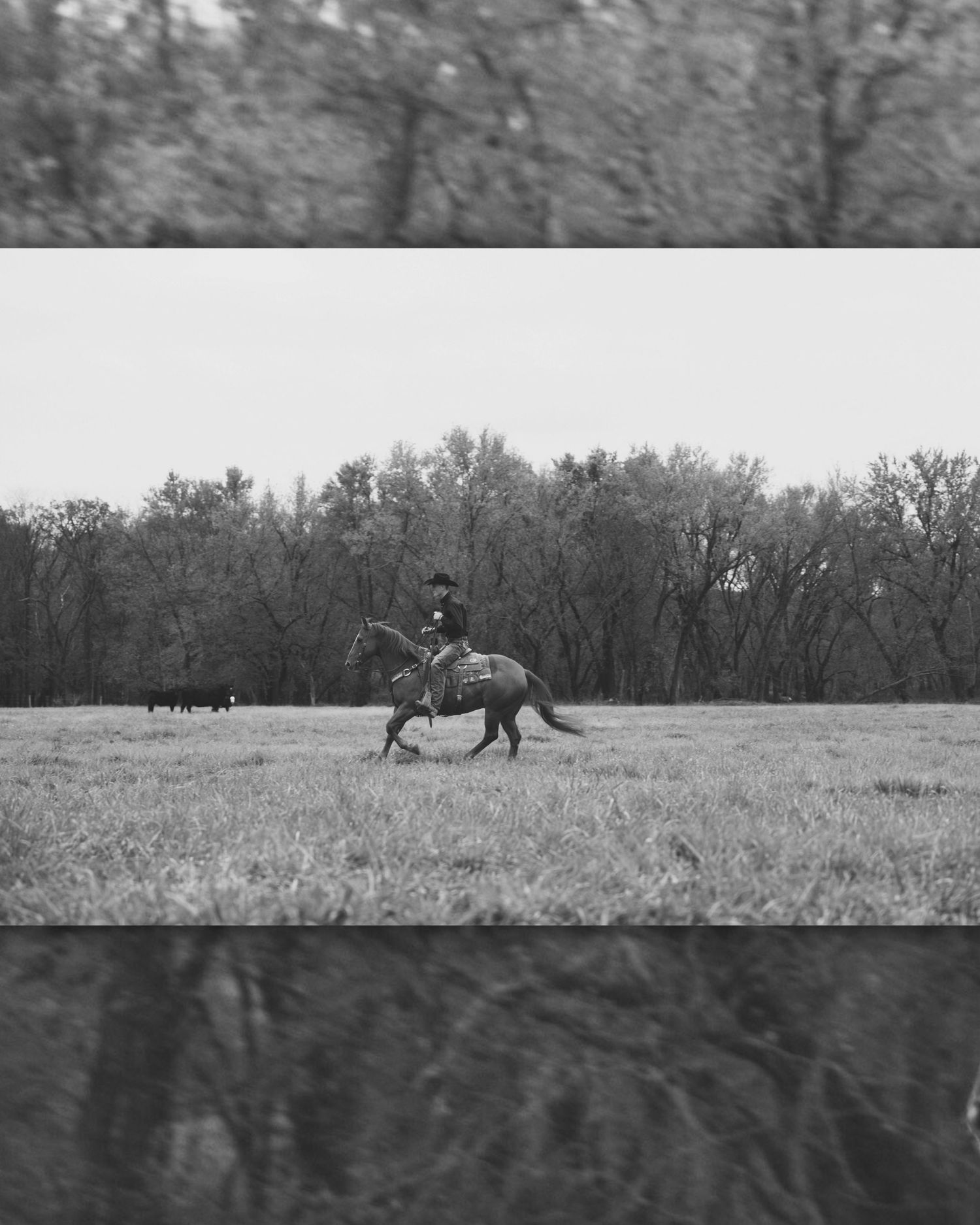Black and white panoramic landscape showing horses grazing in an open field with trees in the background.