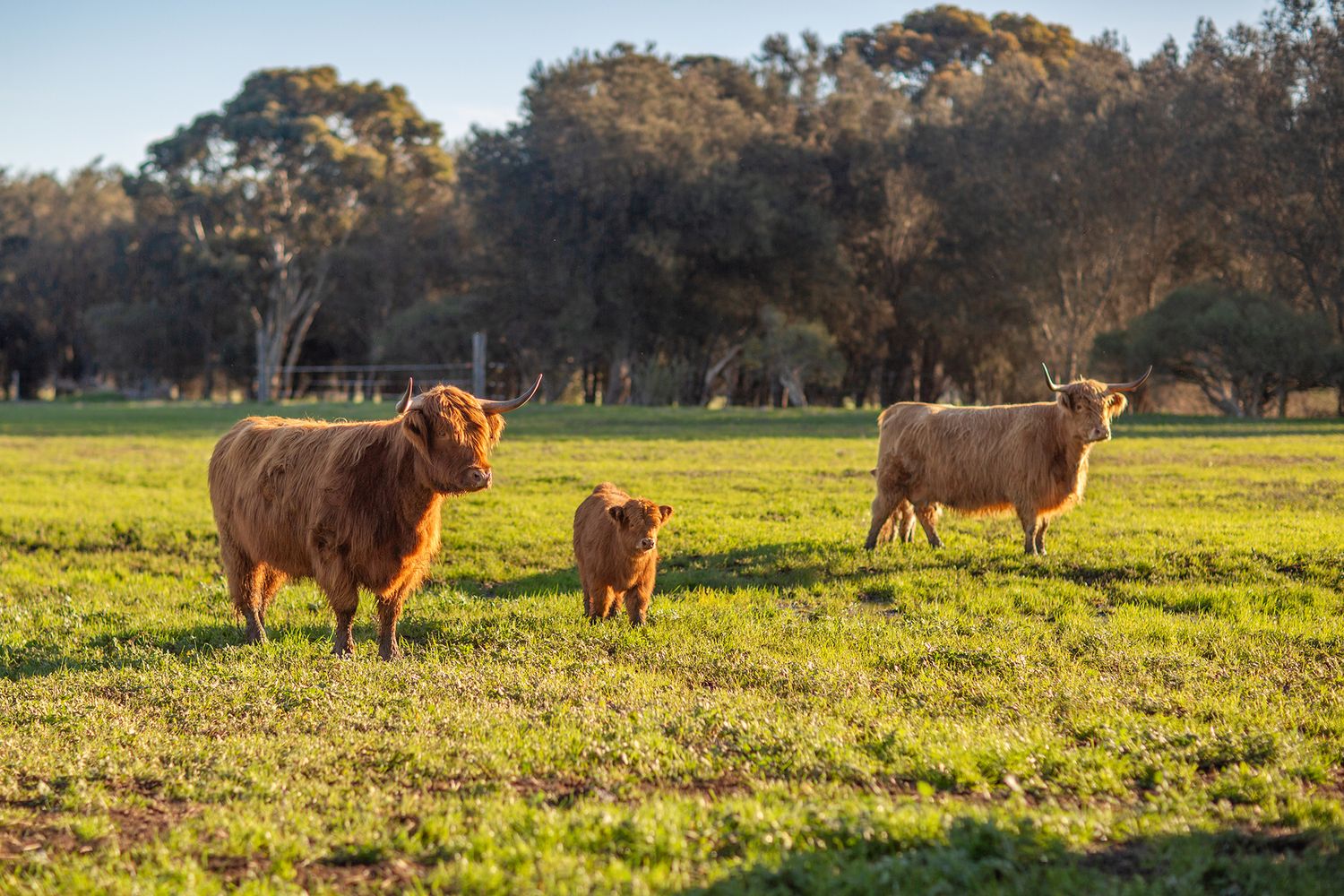 Three highland cows during golden hour pet photo session in Perth