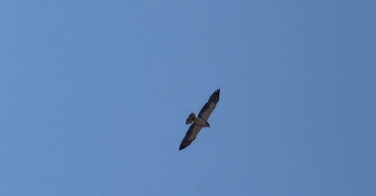 A bird of prey soaring gracefully through a clear blue sky with wings spread wide.