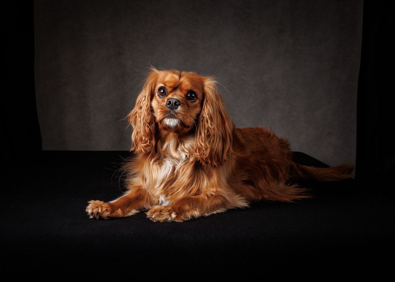 A Cavalier King Charles Spaniel with brown and white fur lies gracefully against a dark background in a studio portrait.