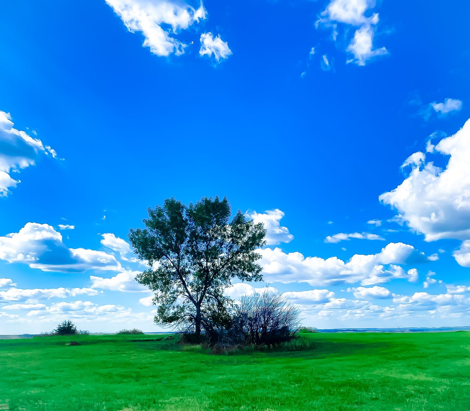 A lone tree stands in a vibrant green field under a bright blue sky with puffy white clouds on a beautiful summer day.