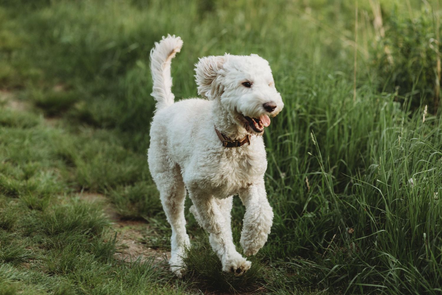 Professional photo of a dog running