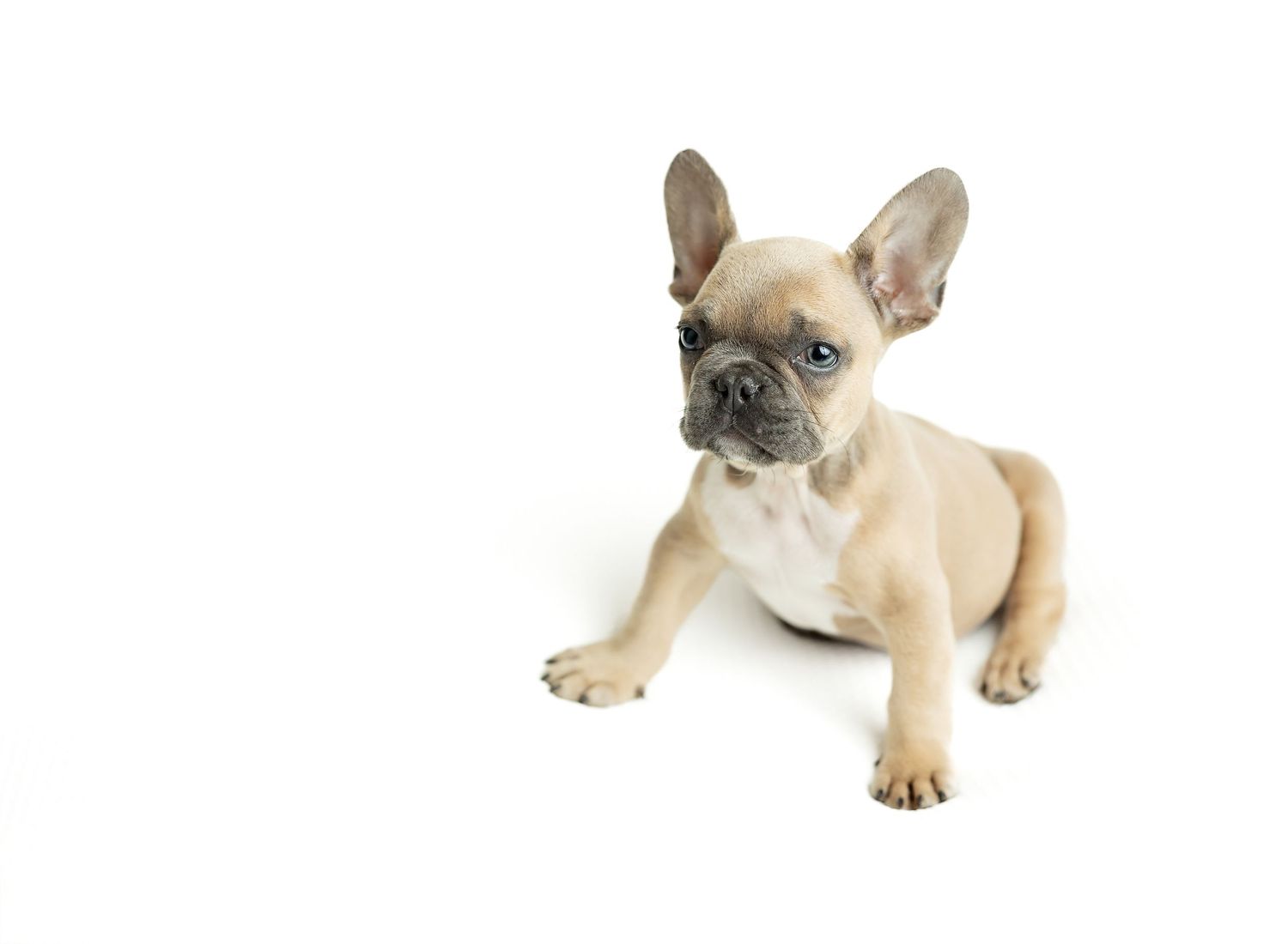 French bulldog puppy in cream color sitting against white background.