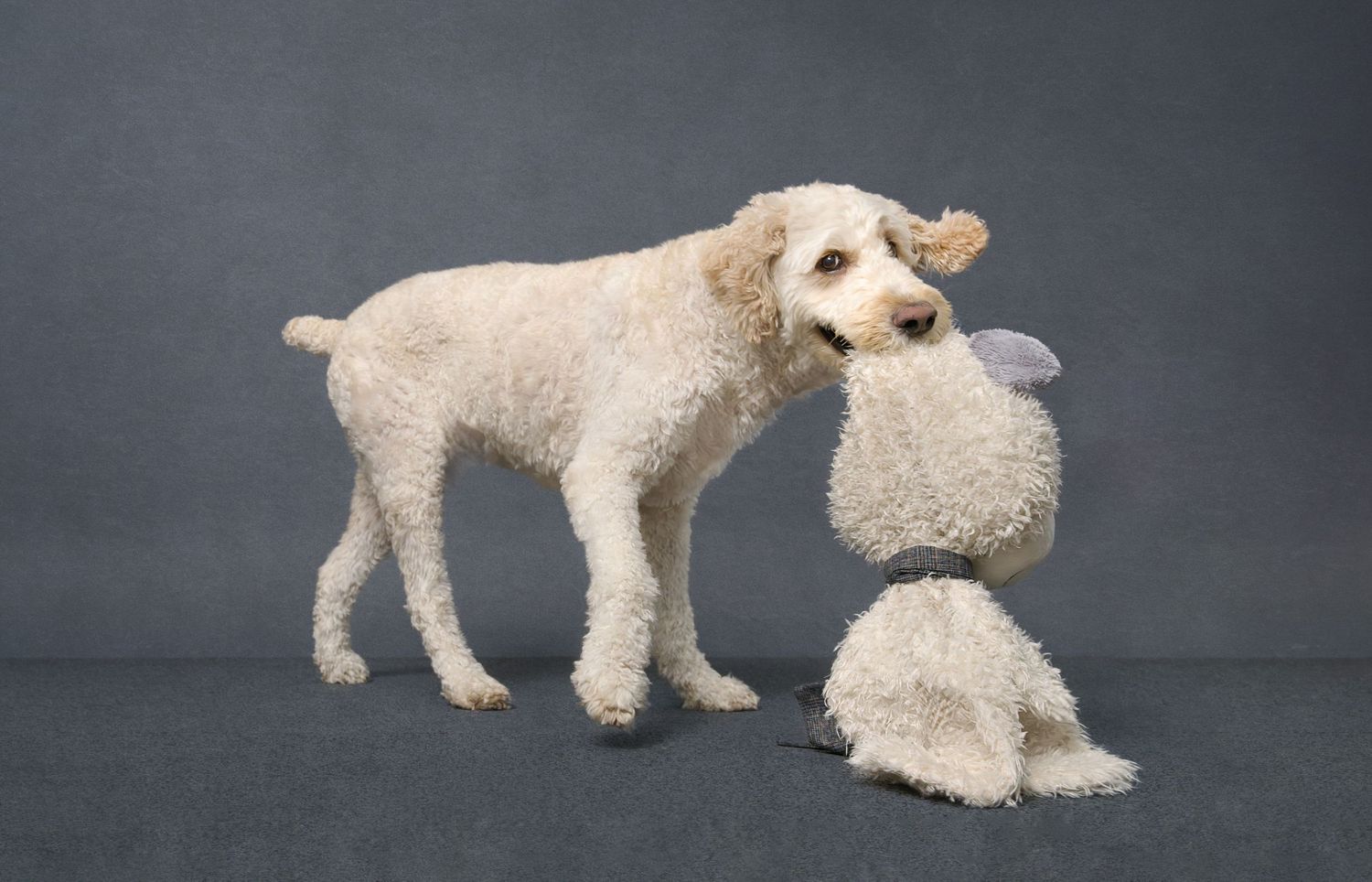 Pet Photography in Toronto