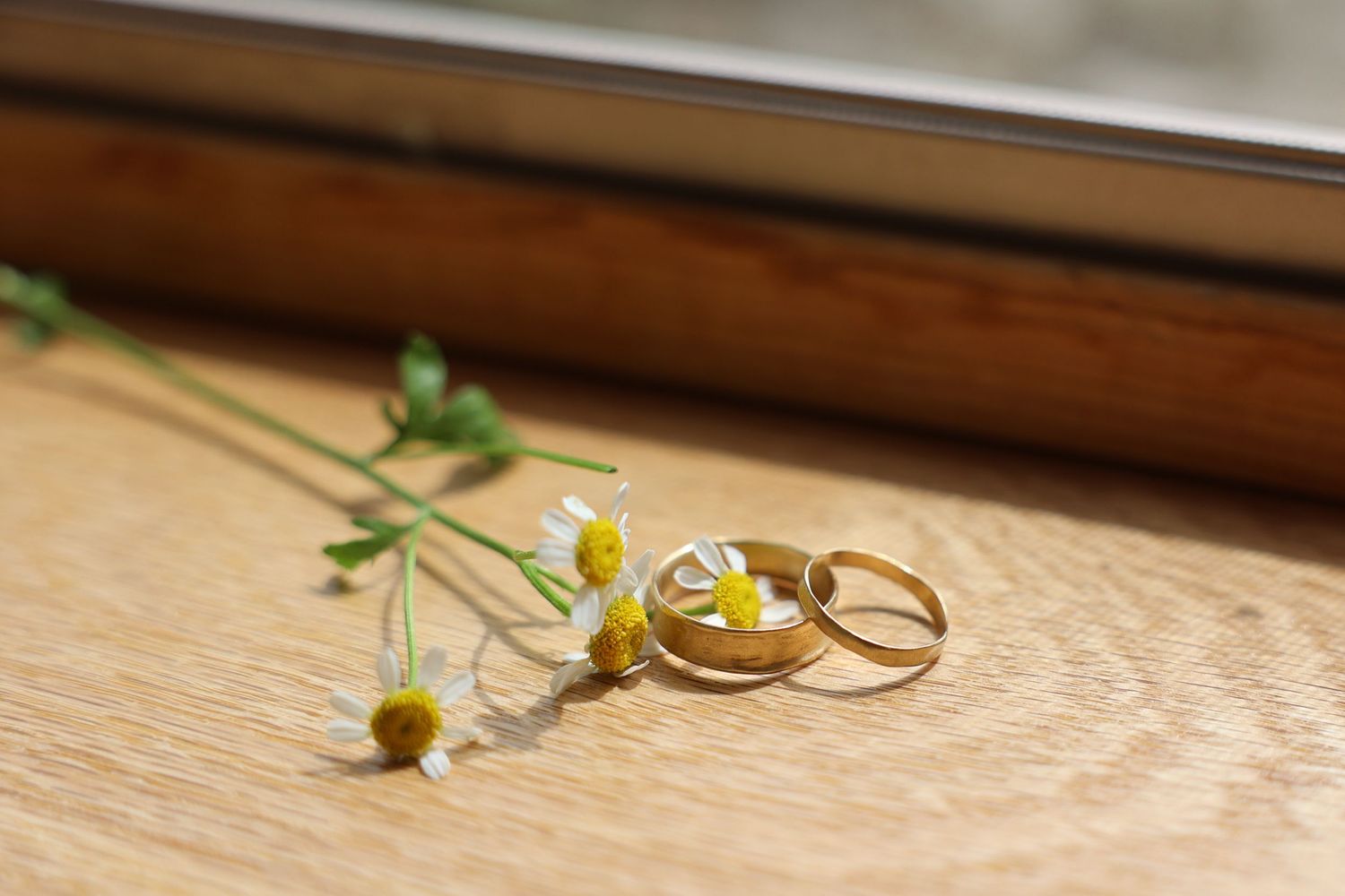 Gold wedding rings displayed on wooden surface with delicate chamomile flowers creating romantic composition.