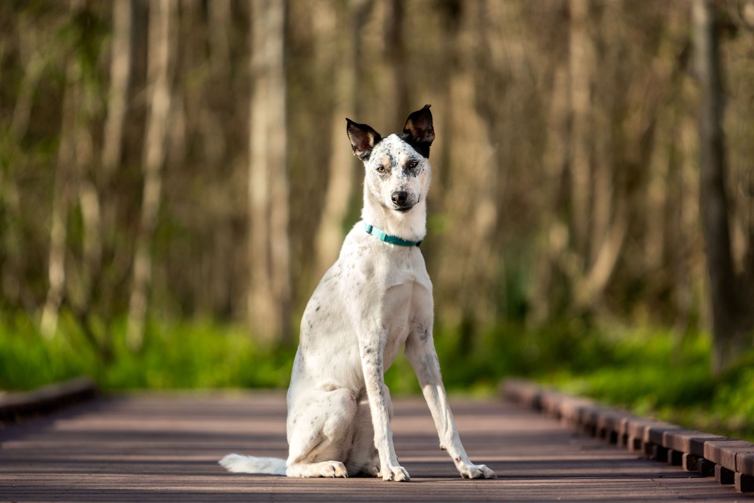 cute mixed breed dog sitting on hiking trail in Houston with head tilted