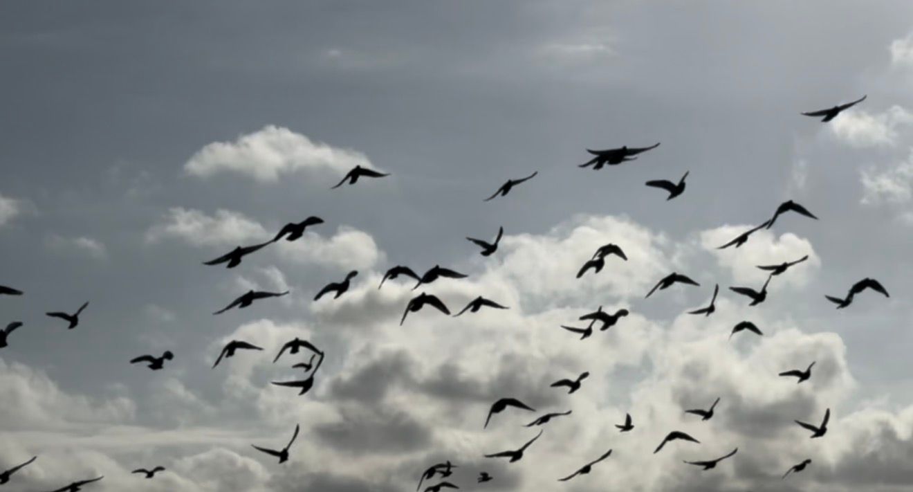 A flock of birds silhouetted against a dramatic cloudy sky, soaring gracefully in formation.