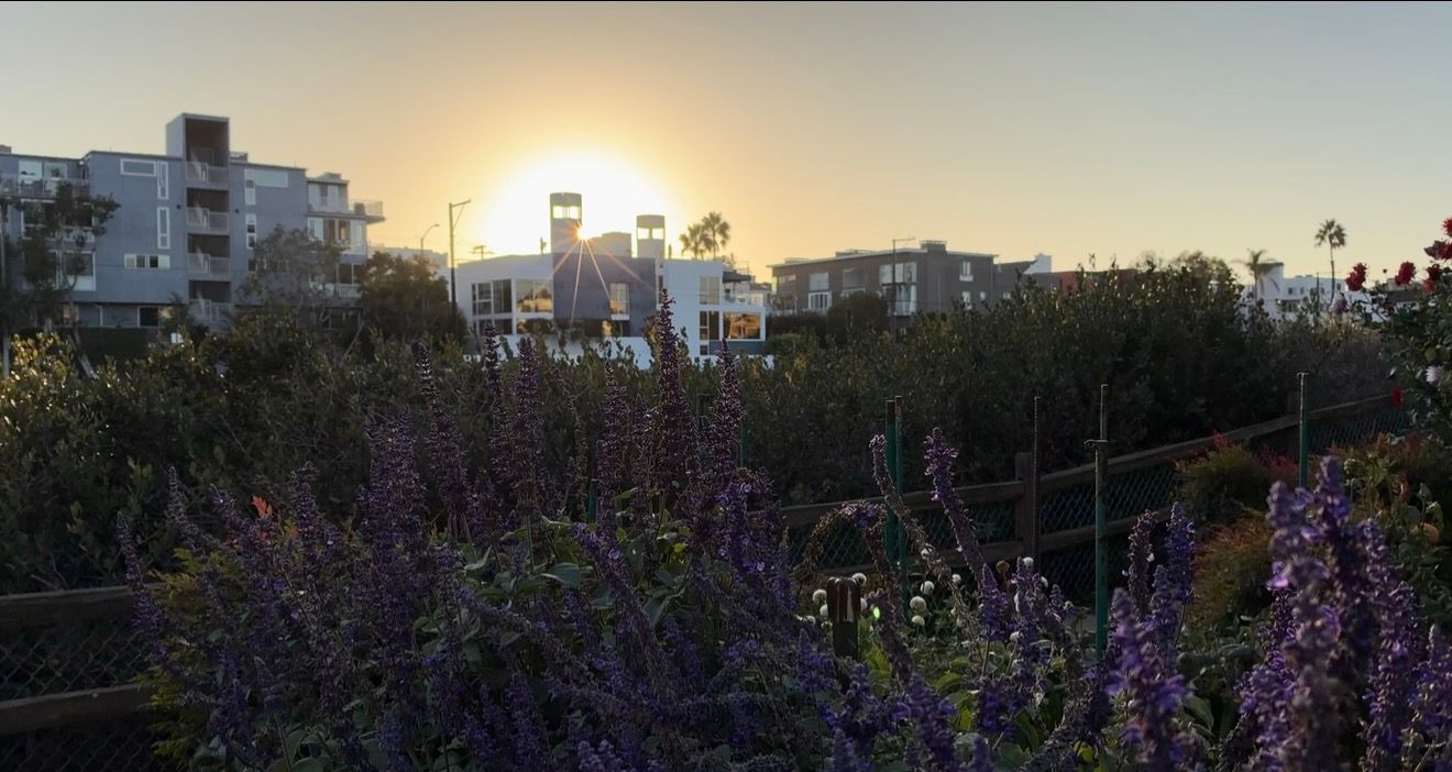 Sunset over urban garden with purple wildflowers blooming in foreground, modern apartment buildings glowing in golden light.