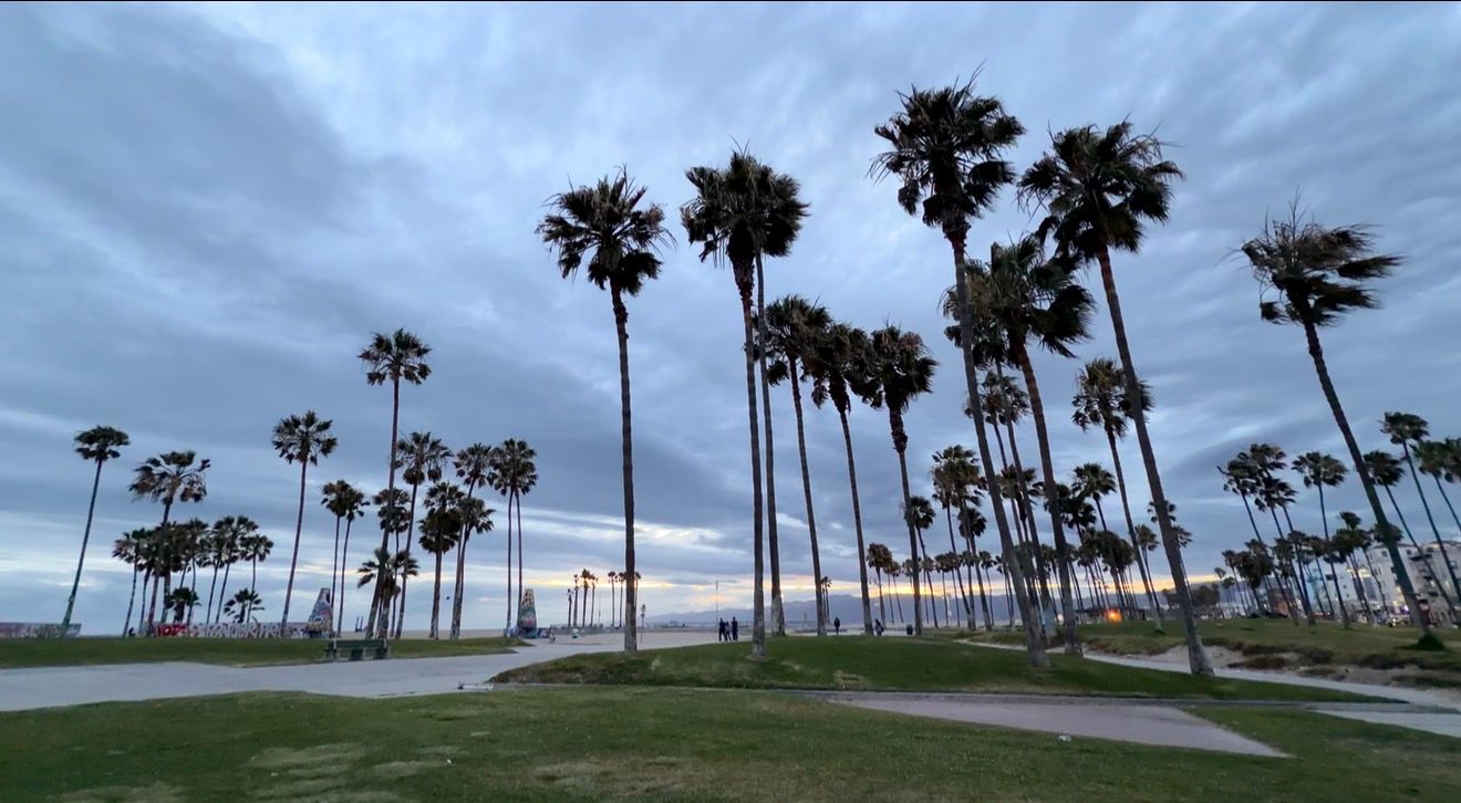 Tall palm trees silhouetted against a dramatic cloudy sunset sky at Venice Beach, California.
