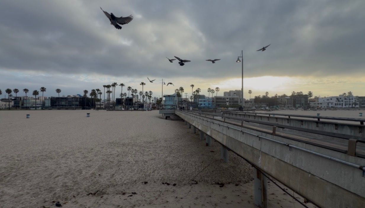 Birds flying over a sandy beach pier under cloudy skies with palm trees in the background.