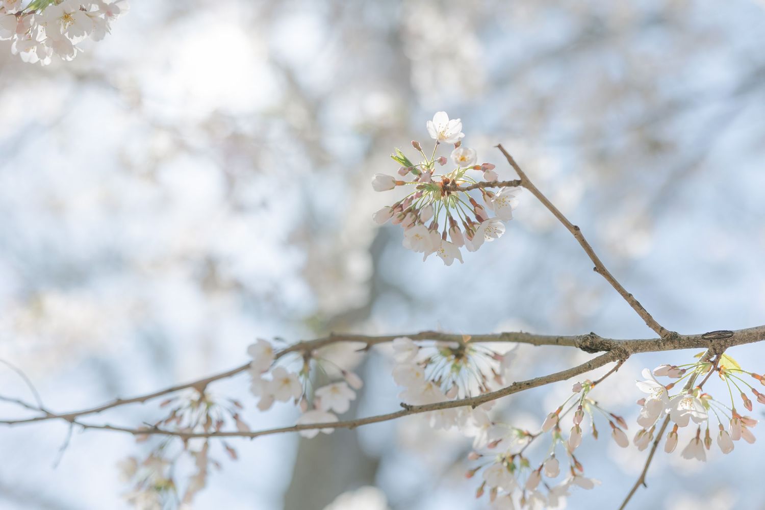 Delicate white cherry blossoms blooming on bare branches against a soft blurred background in springtime.