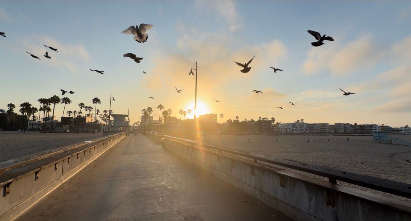 Birds flying over a scenic pier at golden hour sunset with palm trees and beach in the background.