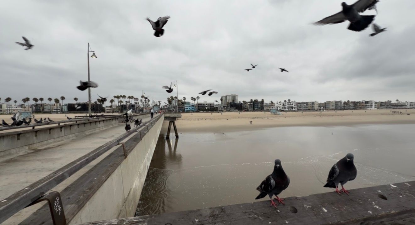 Pigeons perched on a seaside pier wall with birds in flight over a cloudy beach boardwalk.