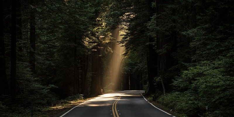 Dark forest road illuminated by dramatic rays of sunlight filtering through dense trees.