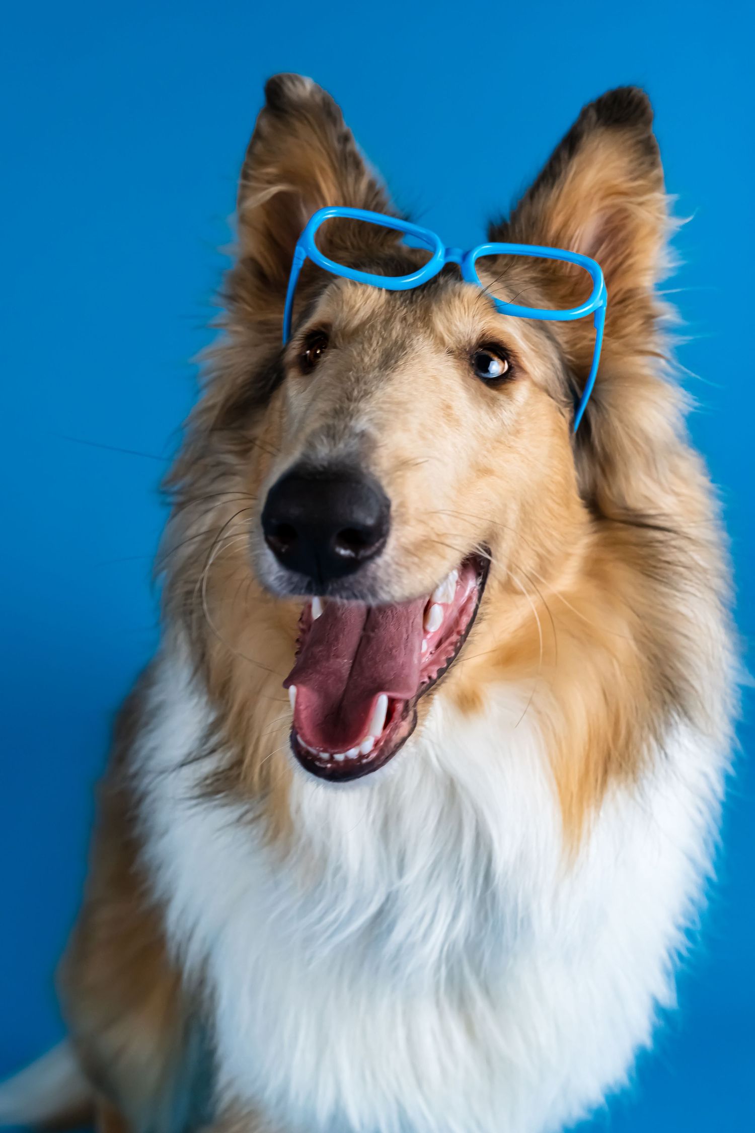 Happy Shetland Sheepdog wearing blue sunglasses poses playfully against bright blue background.