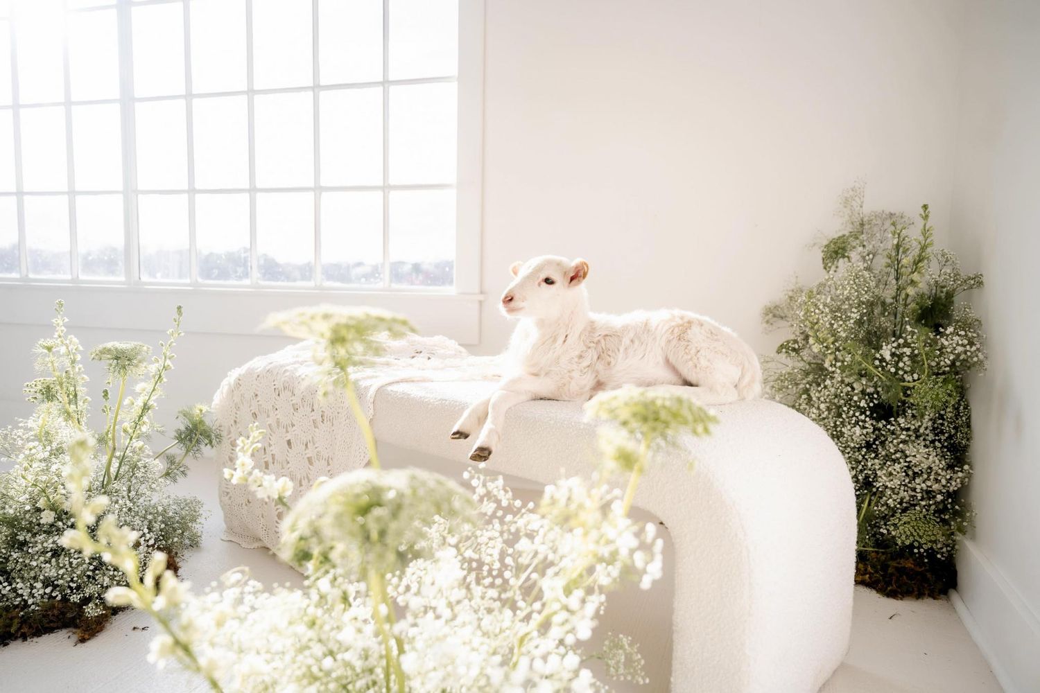 Easter mini sessions with live baby lamb bunny and chicks in Athens Georgia spring photos