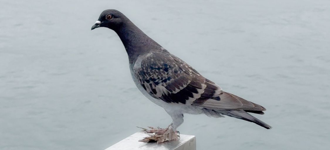 A gray and black pigeon stands perched on a white surface against a light background.