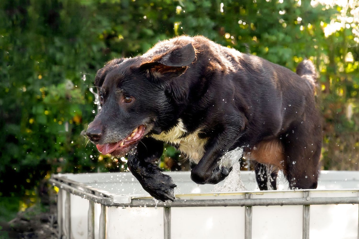 Black bear leaning over a white fence in search of food or treats from an unseen source.