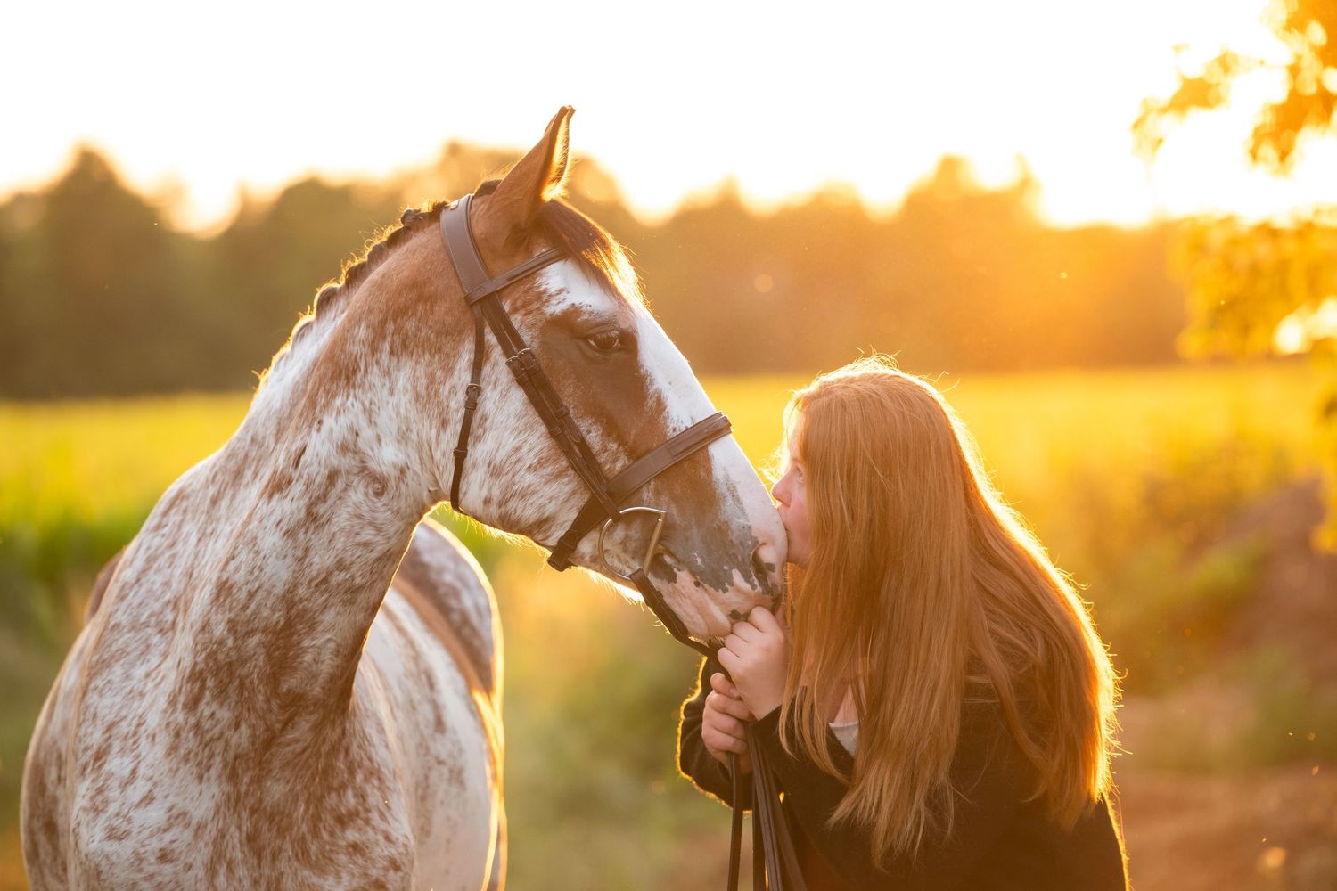A series of scenic photos showing dappled gray horses at sunset in fields with warm golden sunlight filtering through trees.
