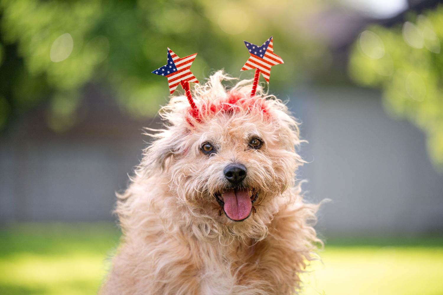 Fluffy brown terrier mix dog with tongue out happily poses in sunny outdoor setting with American flags in background.