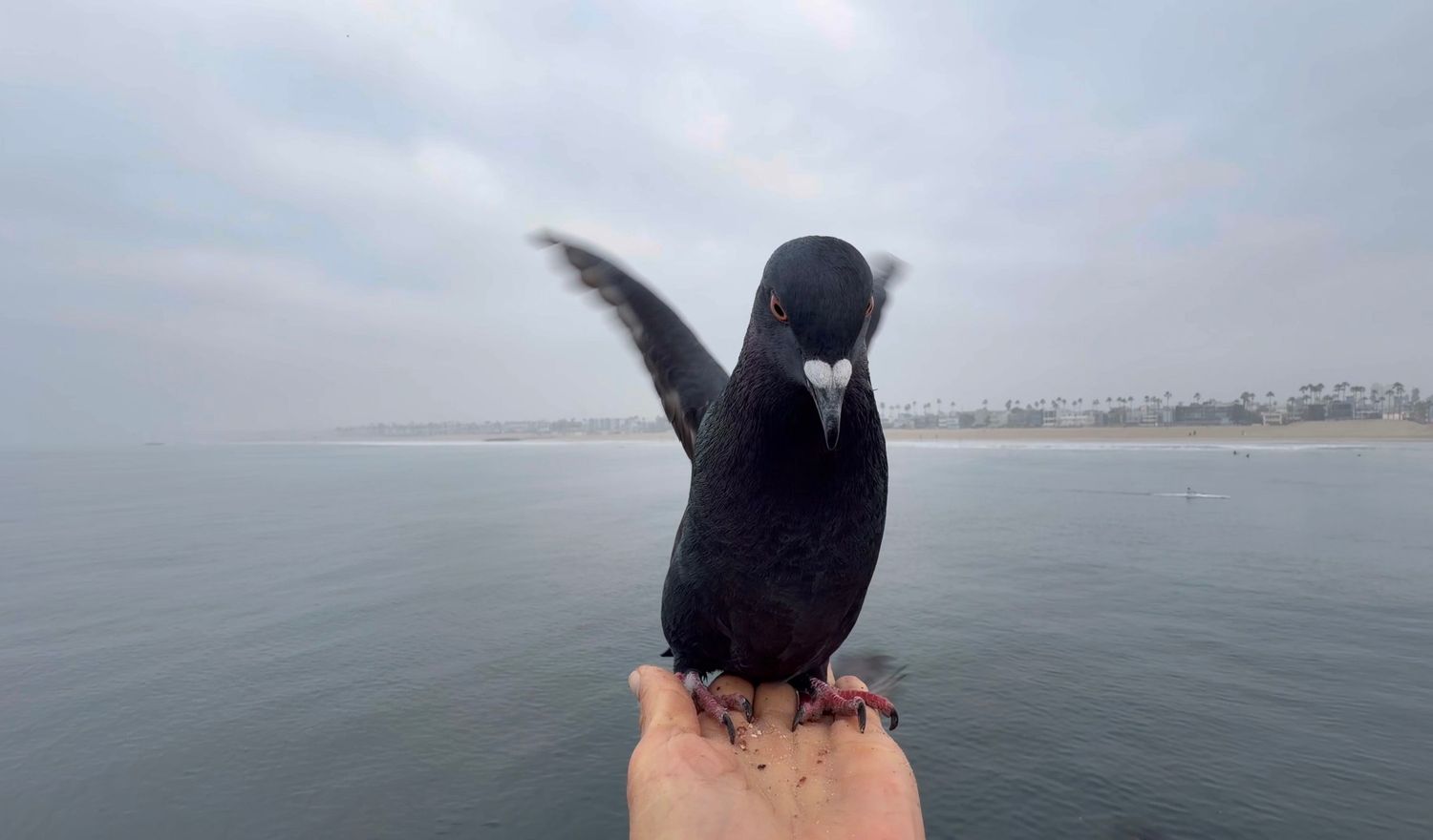 A person wearing a black cap stands on a foggy beach looking out at the calm ocean waters.