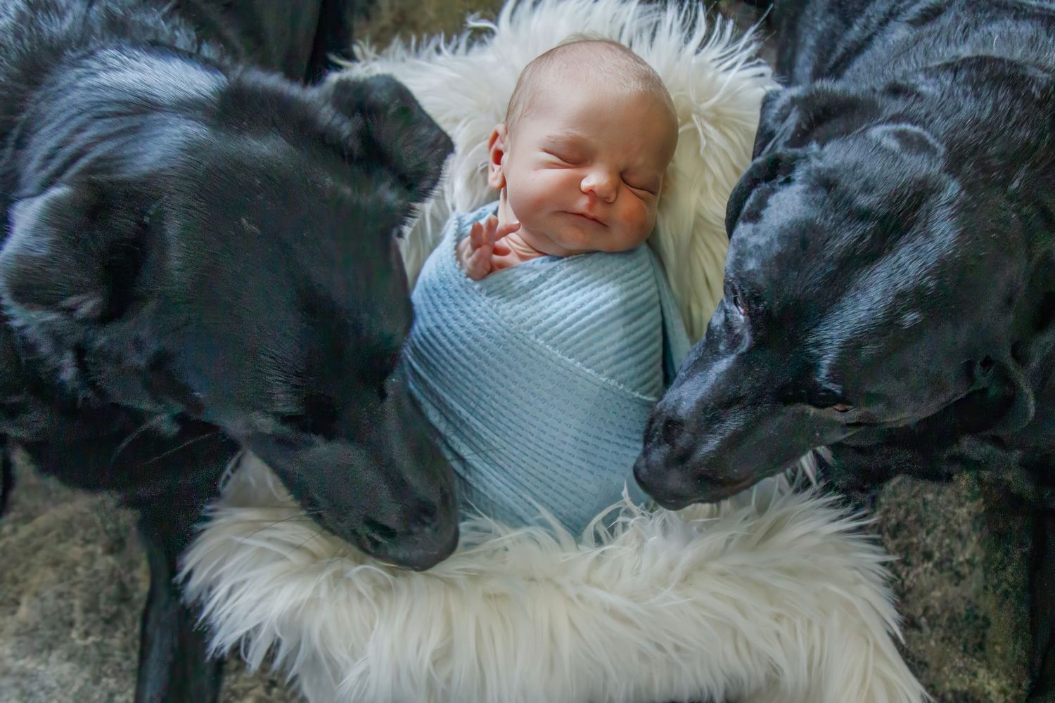Sleeping infant wrapped in blue swaddle blanket nestled between two black dogs on white fur.