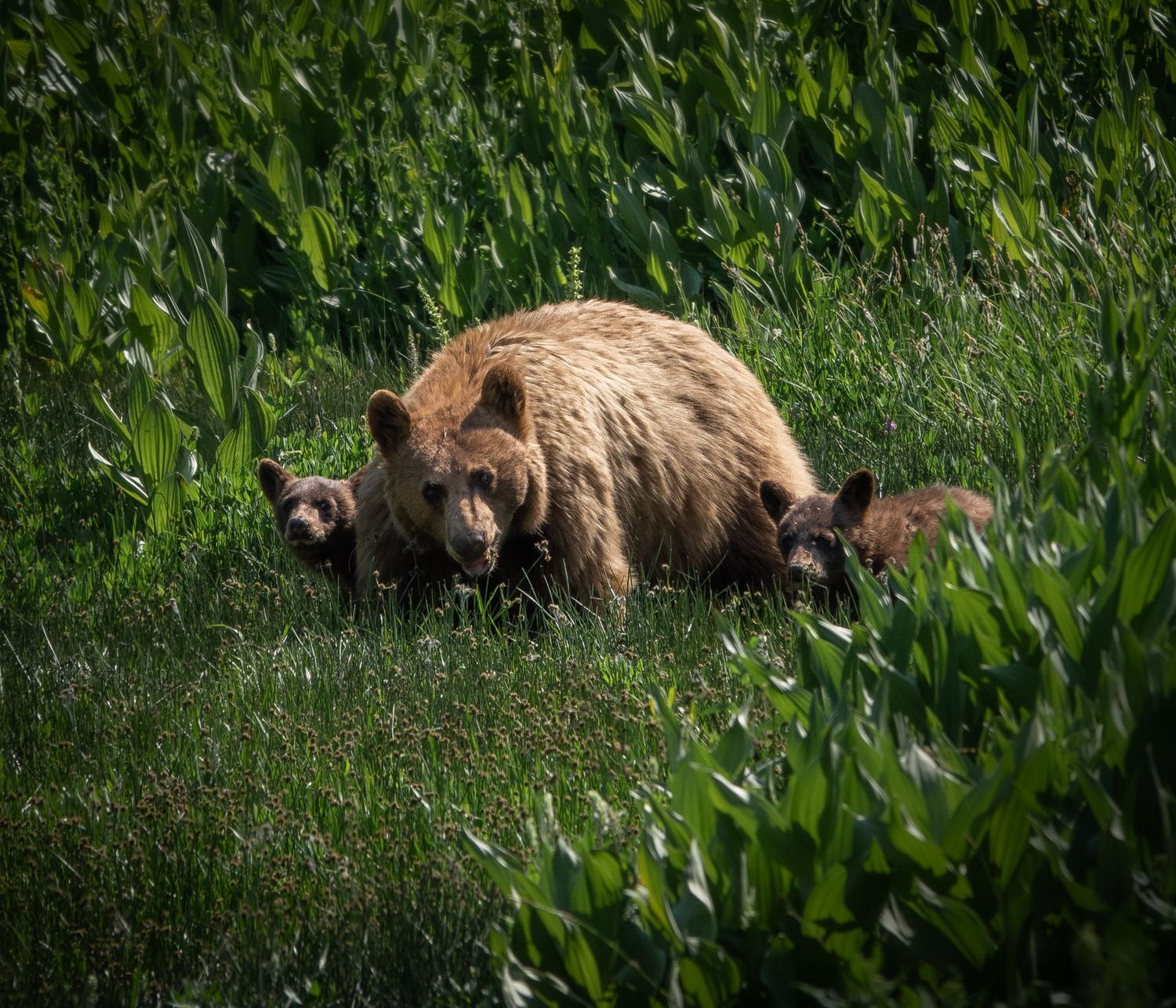 A brown bear foraging through tall grass in its natural habitat.