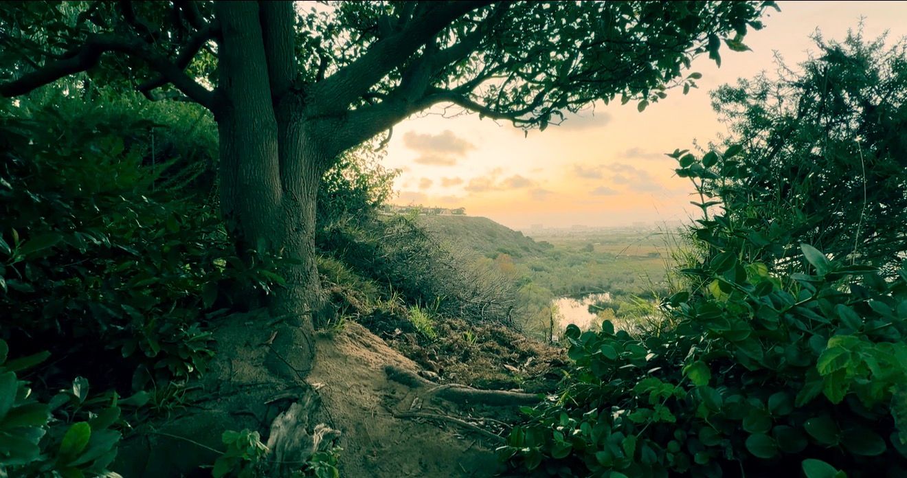 Lush green forest path with exposed tree roots opens to a golden sunset view over rolling hills and a tranquil valley.