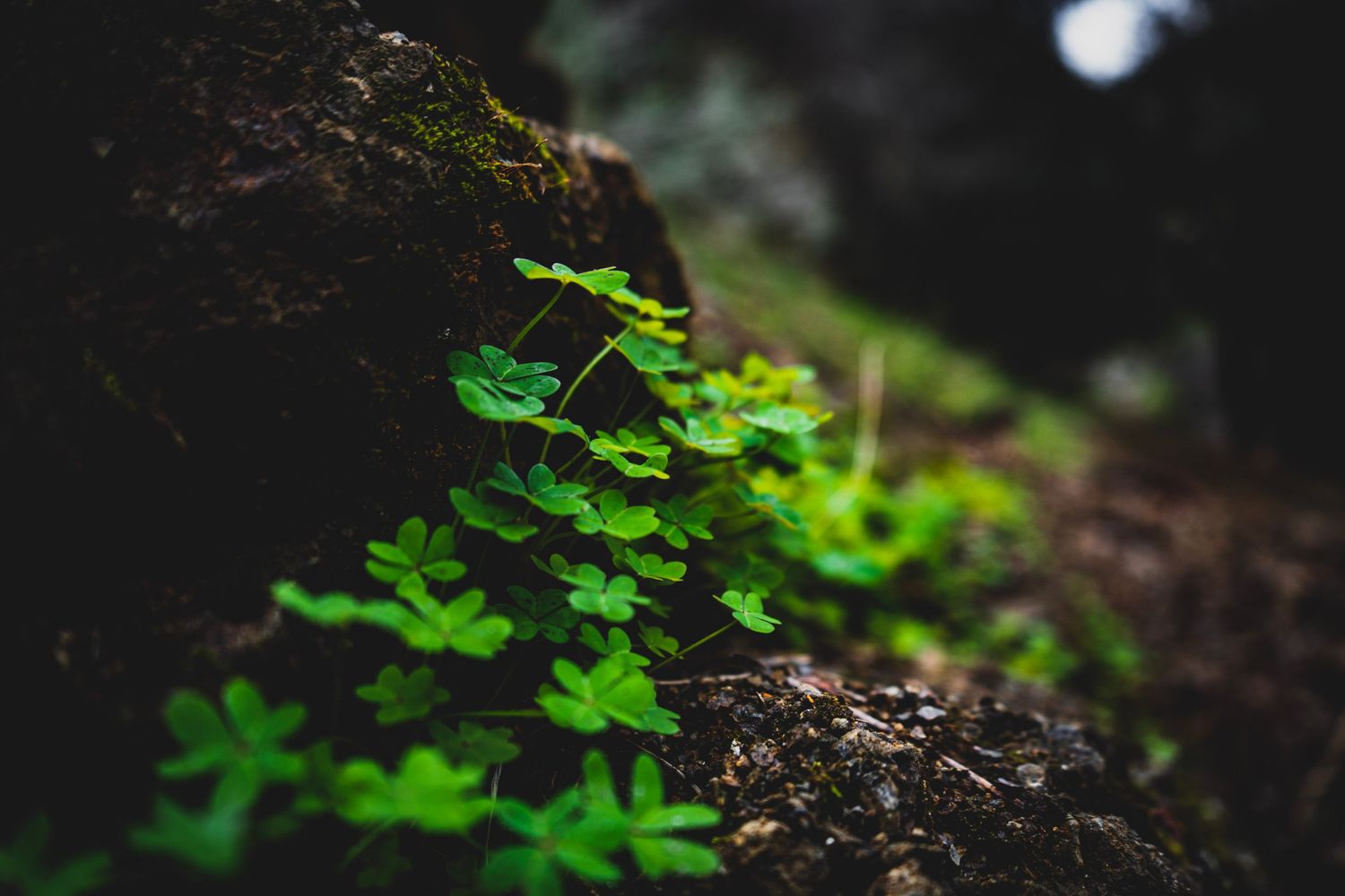 Close-up of vibrant green clover plants growing beside a mossy rock in a dark forest.