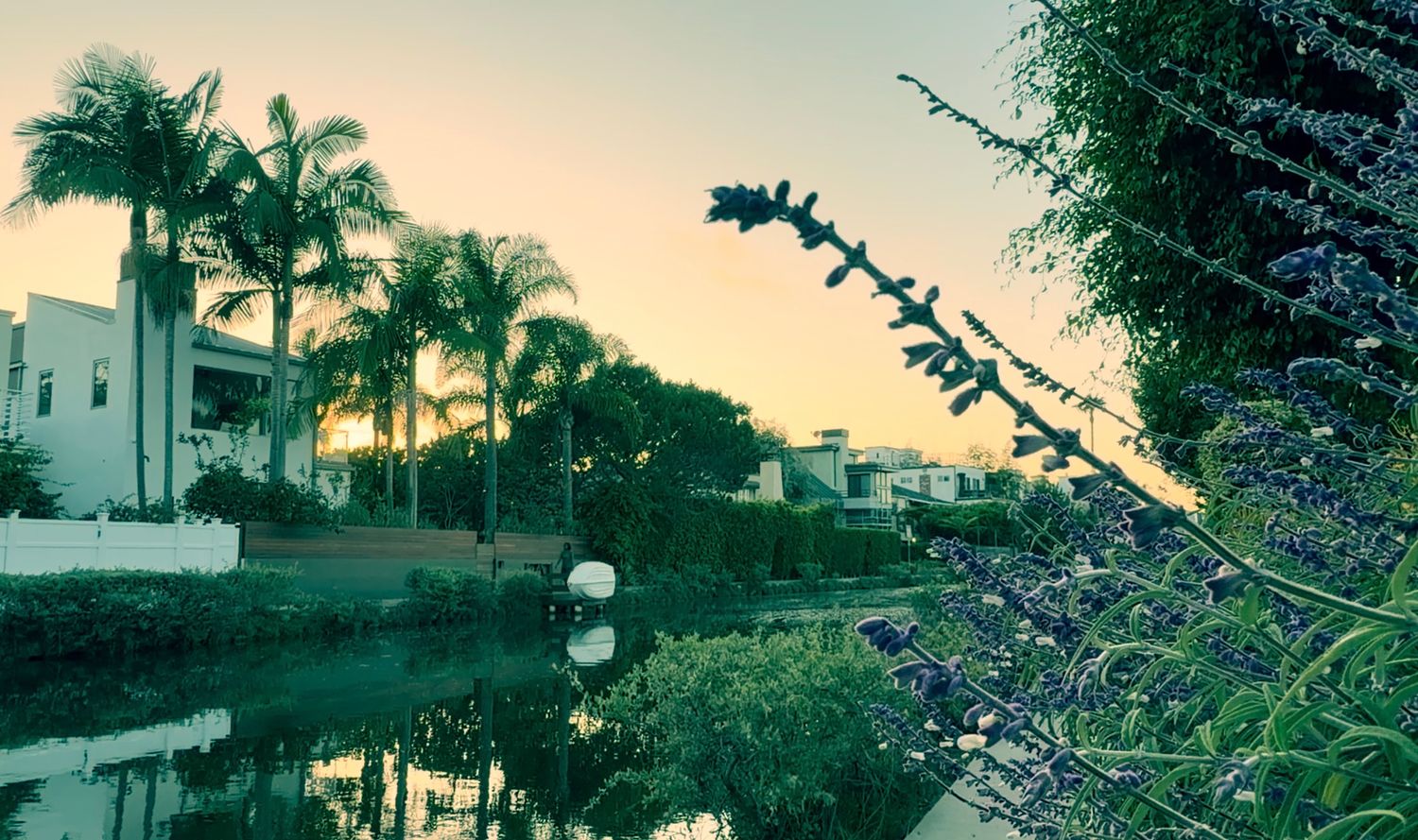 Tropical canal at sunset with palm trees reflecting in calm water beside white villas and lush green foliage.