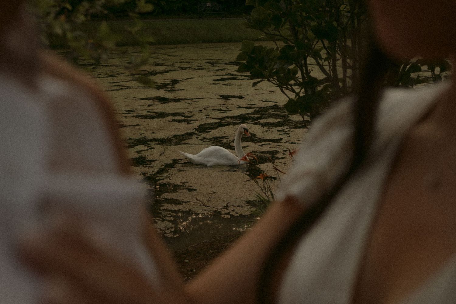 A white swan rests on a sandy riverbank surrounded by lush greenery, viewed between two blurred figures in the foreground. Whistling Gardens