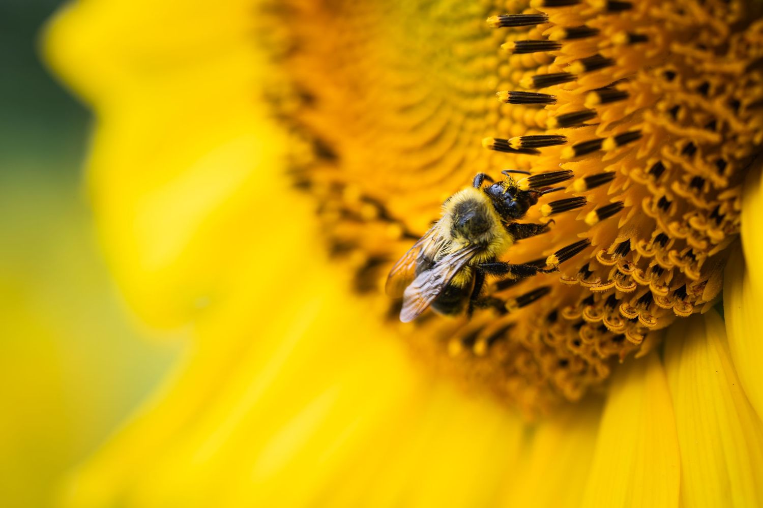 Bumblebee collecting pollen on a bright yellow sunflower in close-up macro photography.