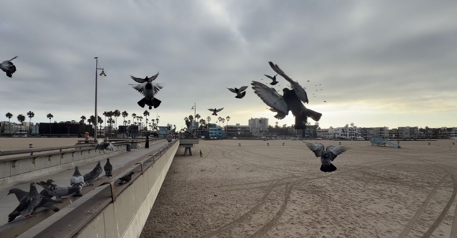 Pigeons flying over a sandy beach boardwalk on a cloudy day with palm trees in the background.