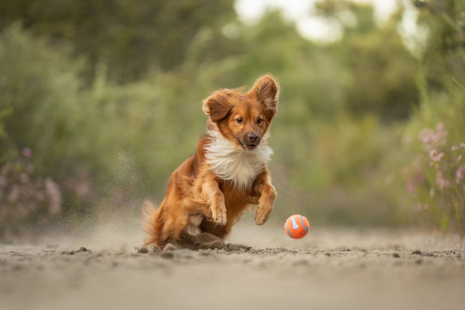 A playful brown mixed dog chases after a small orange ball on a dirt path surrounded by greenery in Gnangara bushland city of Wanneroo.