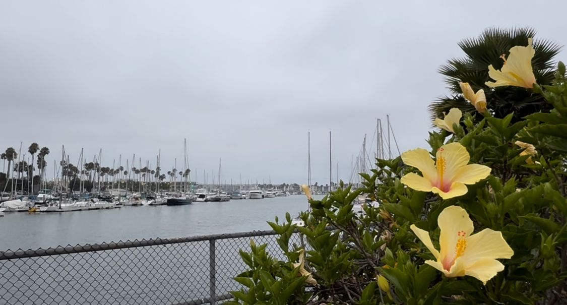 Two delicate yellow hibiscus flowers with pink centers bloom against green foliage by a waterfront.